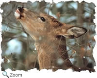 White-tailed Deer
