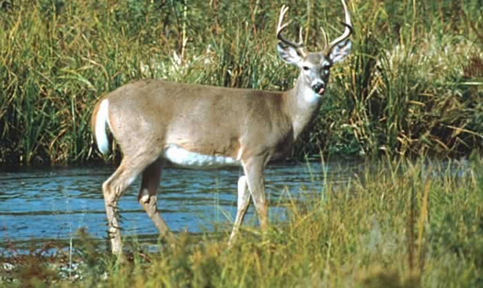 Whitetailed Deer Odocoileus virginianus Wildlife Journal Junior