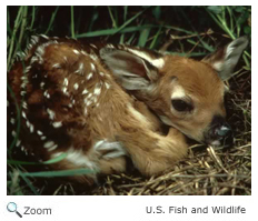 White-tailed Deer