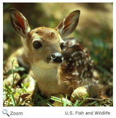White-tailed Deer