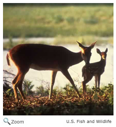 White-tailed Deer