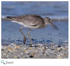 Willet