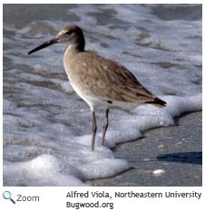 Willet