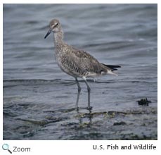 Willet