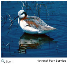 wilsons phalarope