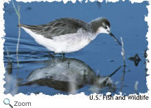 wilsons phalarope