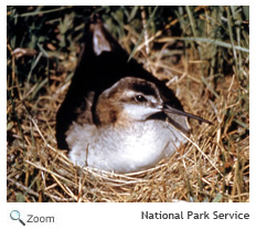 wilsons phalarope