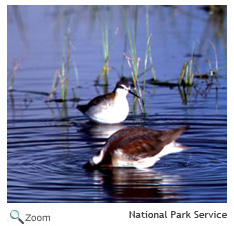 wilsons phalarope
