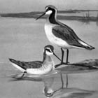 Baird's Sandpiper