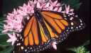 Monarch