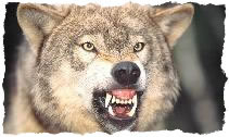 wolf