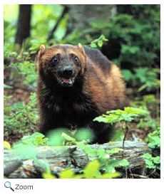 Wolverine