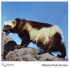 Wolverine