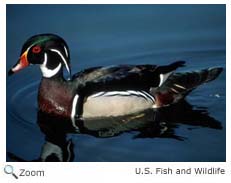 Wood Duck