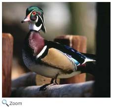 Wood Duck
