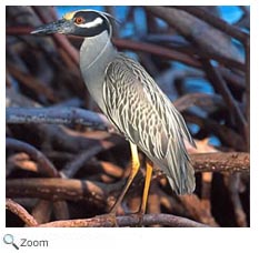 Yellow-crowned Night Heron