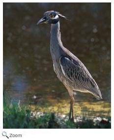 Yellow-crowned Night Heron