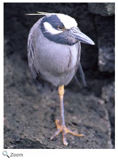 Yellow-crowned Night Heron