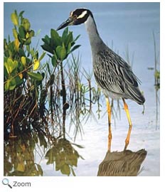 Yellow-crowned Night Heron