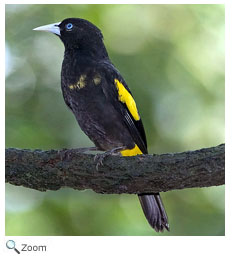 Yellow-rumped cacique