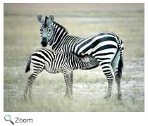 Zebras on the Savanna