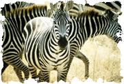 Zebra Herd