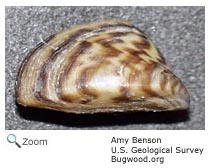 Zebra Mussel