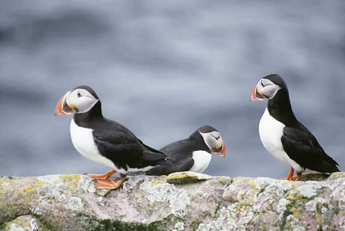 alcidae auks murres puffins wildlife journal junior alcidae auks murres puffins wildlife journal junior