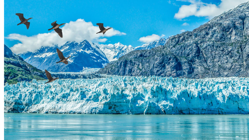 glaciers and bird migration - may 11