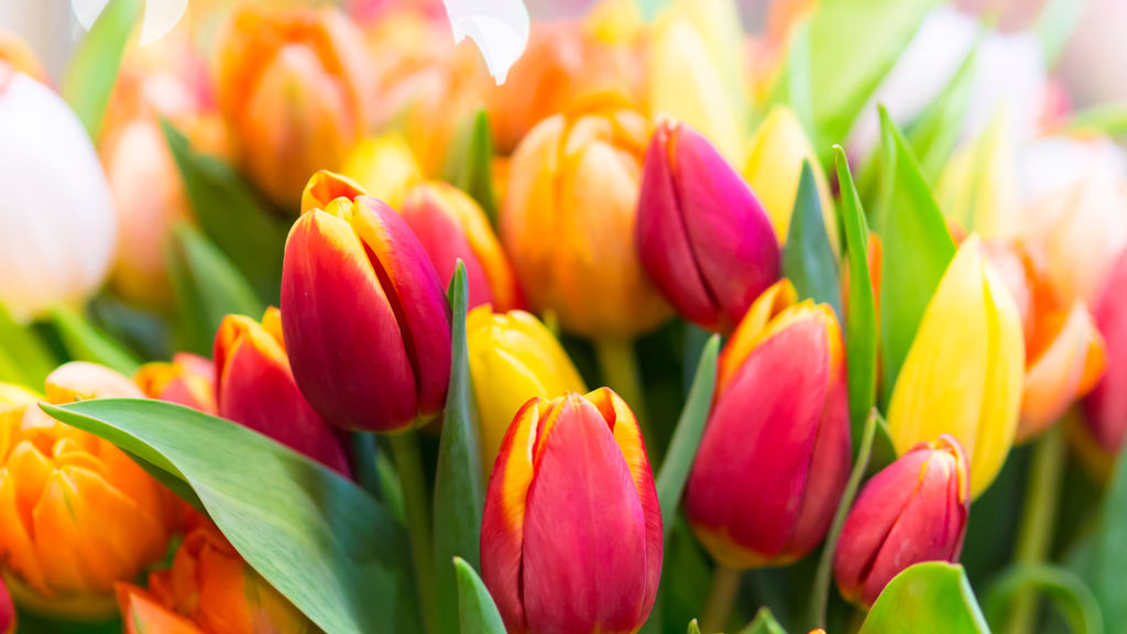 tulips - may 13