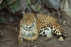 Jaguar - Panthera onca - NatureWorks