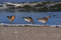 Red Knot - Calidris canutus - NatureWorks