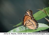 Viceroy Butterfly - Limenitis archippus - NatureWorks