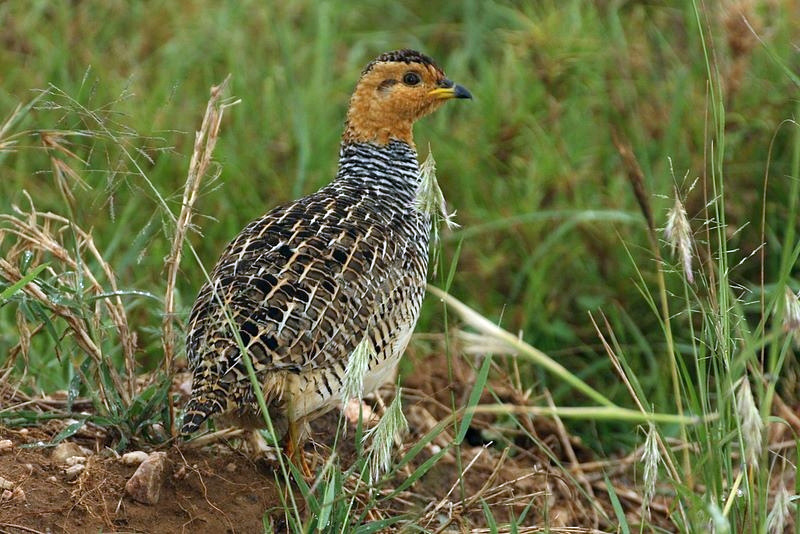 Galliformes - turkeys, pheasants, quails Photo Gallery | Wildlife ...