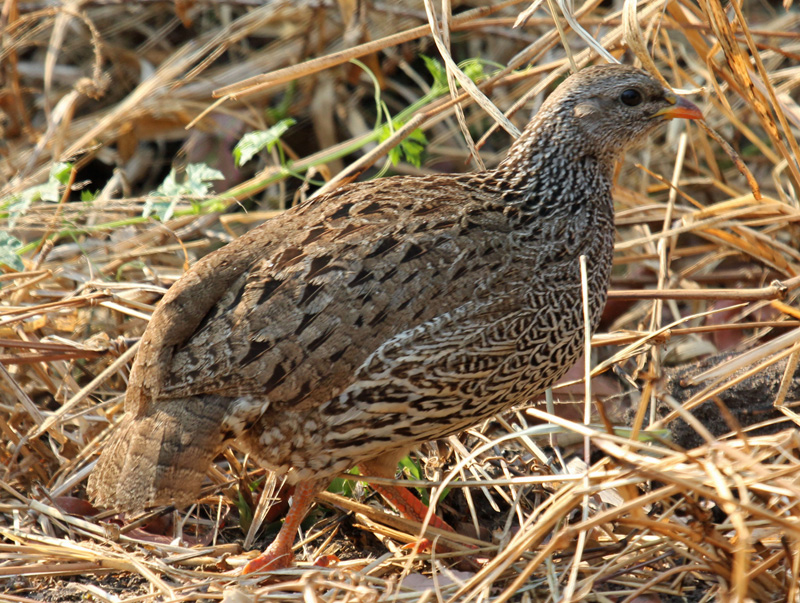 Galliformes - turkeys, pheasants, quails Photo Gallery | Wildlife ...