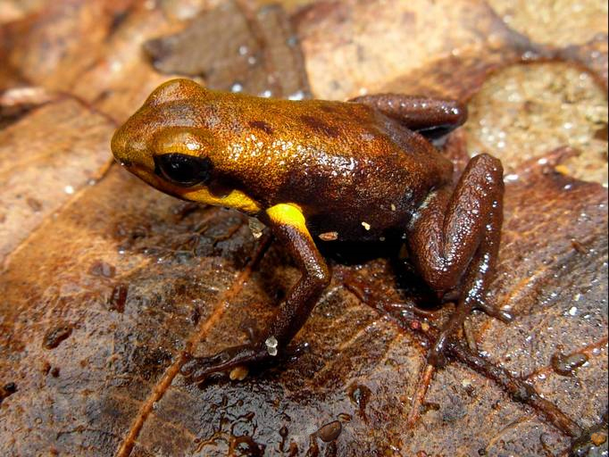 Dendrobatidae - poison frogs | Wildlife Journal Junior