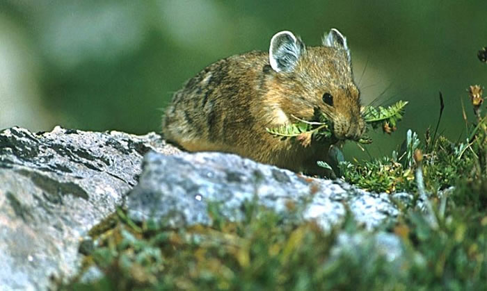 American Pika - Ochotona princeps | Wildlife Journal Junior