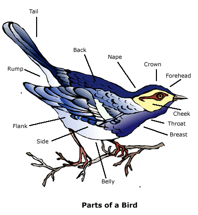 Bird Identification | Wildlife Journal Junior