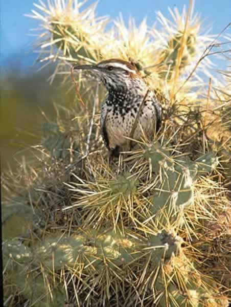 Cactus Wren - Campylorhynchus brunneicapillus | Wildlife Journal Junior