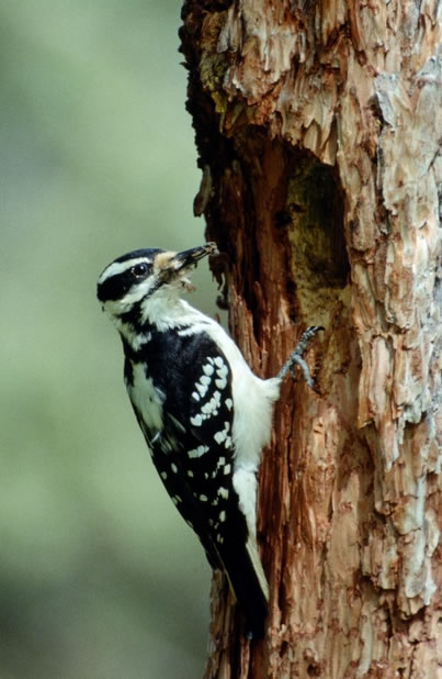 Downy Woodpecker - Picoides pubescens | Wildlife Journal Junior