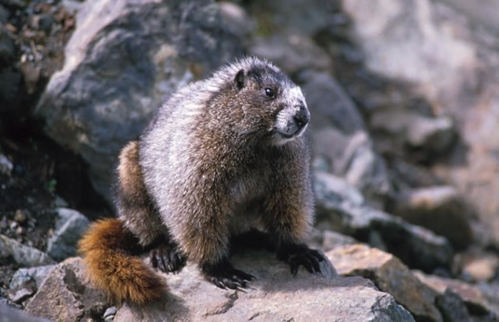 Hoary Marmot - Marmota caligata | Wildlife Journal Junior