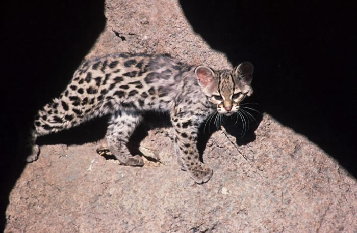 Margay - Leopardus wiedii | Wildlife Journal Junior