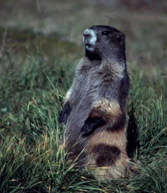 Marmota Olympus