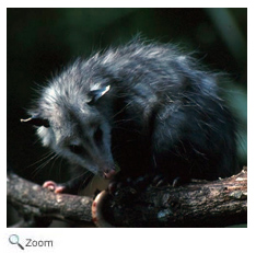 Virginia Opossum - Didelphis virginiana | Wildlife Journal Junior