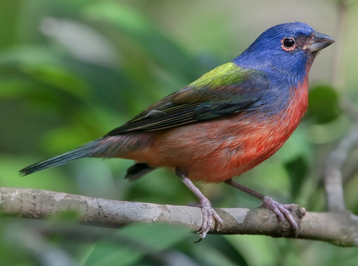 Painted Bunting - Passerina ciris | Wildlife Journal Junior