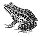 Pickerel Frog- Lithobates palustris | Wildlife Journal Junior