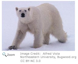 Polar Bear - Ursus maritimus - NatureWorks
