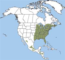 Southernflyingsquirrel 