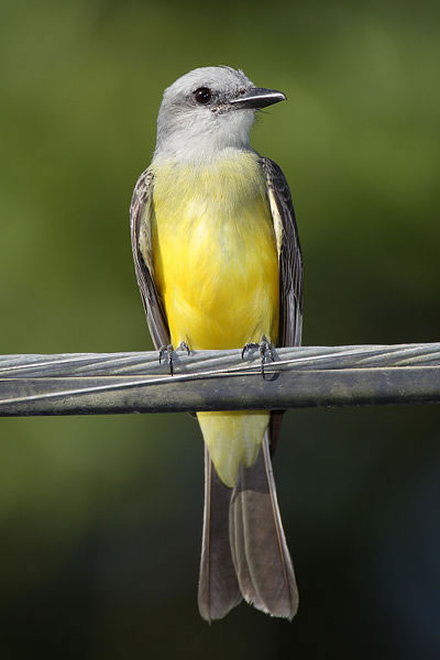 Tropical Kingbird - Tyrannus melancholicus | Wildlife Journal Junior