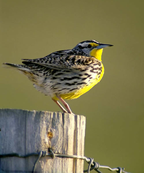 Western Meadowlark- Sturnella neglecta | Wildlife Journal Junior